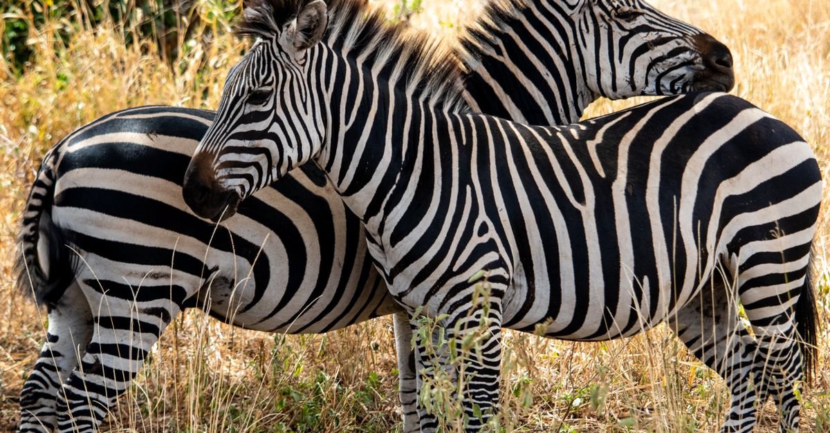 Two zebras grazing in the African savanna showcasing their striking stripes.