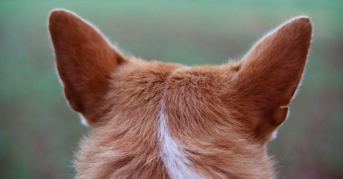 A close-up image capturing the texture and detail of a dog's ears from behind in a green outdoor setting.