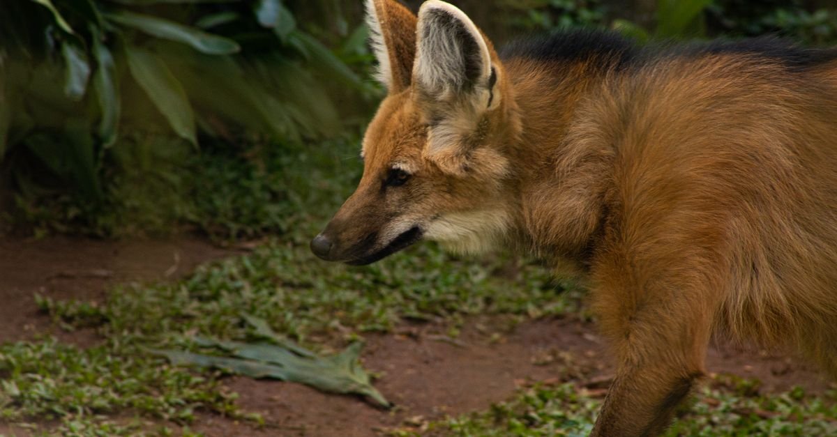 Captivating side view of a maned wolf wandering in a zoo setting, showcasing its distinctive features.